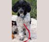 Photo of lil dude Gus, a Poodle (Small)  in Hot Springs, AR, USA