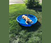 Augie, a Labrador Retriever and Australian Cattle Dog mix tested with EmbarkVet.com