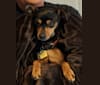 Photo of Dante, a Miniature Pinscher and Chihuahua mix in Glendale, Arizona, USA