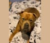 Kobe, an Olde English Bulldogge and American Bulldog mix tested with EmbarkVet.com