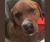 Maya, a Rottweiler and Golden Retriever mix tested with EmbarkVet.com