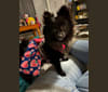 Bijou, a Pomeranian tested with EmbarkVet.com