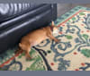 Lilbit, a Chihuahua and Miniature Pinscher mix tested with EmbarkVet.com