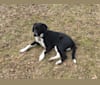 Ben, a Treeing Walker Coonhound and Border Collie mix tested with EmbarkVet.com