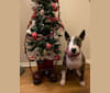 Laila, a Miniature Bull Terrier tested with EmbarkVet.com