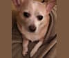 Goldie, a Chihuahua tested with EmbarkVet.com