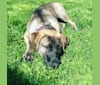 Ella, an American Bulldog and Labrador Retriever mix tested with EmbarkVet.com