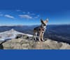 Photo of SPRESSO, an Akita, Siberian Husky, German Shepherd Dog, Labrador Retriever, Border Collie, Golden Retriever, and Mixed mix in Toronto, Ontario, Canada