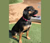 Scout, an Australian Cattle Dog and Beagle mix tested with EmbarkVet.com