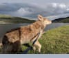Nanuk, a German Shepherd Dog and Australian Shepherd mix tested with EmbarkVet.com