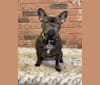 Ellie, a French Bulldog tested with EmbarkVet.com