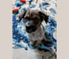 Photo of Luka, an Australian Cattle Dog, Chihuahua, Rat Terrier, Shih Tzu, and Mixed mix in California, USA