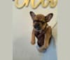 Tchoup, a French Bulldog tested with EmbarkVet.com