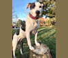 Photo of Lucie, an American Pit Bull Terrier and Boxer mix in Hinckley, Ohio, USA