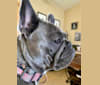 Graycie Mae, a French Bulldog tested with EmbarkVet.com