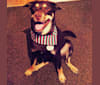Harvey, a Siberian Husky and Staffordshire Terrier mix tested with EmbarkVet.com