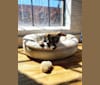 Milo, a Chihuahua and Rat Terrier mix tested with EmbarkVet.com