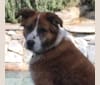 Leo, a German Shepherd Dog and Chow Chow mix tested with EmbarkVet.com