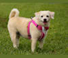 Bella, a Poodle (Small) and Shih Tzu mix tested with EmbarkVet.com