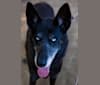Shadow, a Siberian Husky and German Shepherd Dog mix tested with EmbarkVet.com