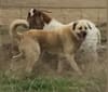 Pasha, an Anatolian Shepherd Dog tested with EmbarkVet.com