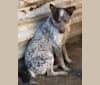 Photo of Calypso, an Australian Cattle Dog  in Show Low, AZ, USA