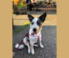 Pippa, an Australian Cattle Dog and Australian Shepherd mix tested with EmbarkVet.com