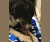 Shay, a Labrador Retriever and German Shepherd Dog mix tested with EmbarkVet.com