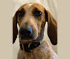Boone Beretta, a Bluetick Coonhound and American English Coonhound mix tested with EmbarkVet.com