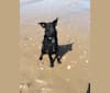 Wesley, a Rottweiler and Labrador Retriever mix tested with EmbarkVet.com