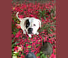 Gracie, an American Bulldog tested with EmbarkVet.com