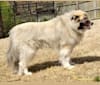 Monster, a Great Pyrenees and Alaskan Malamute mix tested with EmbarkVet.com