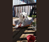 Peaty, an American Eskimo Dog and Cocker Spaniel mix tested with EmbarkVet.com