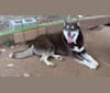 Rhett, a Siberian Husky tested with EmbarkVet.com