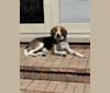 Photo of Joe, an American Foxhound  in Northbrook, Illinois, USA