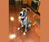 Harley, a Redbone Coonhound and Labrador Retriever mix tested with EmbarkVet.com
