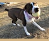 Winnie, a Labrador Retriever and American Pit Bull Terrier mix tested with EmbarkVet.com