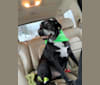 Princess, a Labrador Retriever and German Shepherd Dog mix tested with EmbarkVet.com