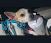 Pokey, a Chihuahua and Rat Terrier mix tested with EmbarkVet.com