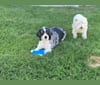Sherri, a West Highland White Terrier tested with EmbarkVet.com