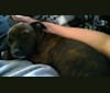 Jetta, a Miniature Pinscher and Boston Terrier mix tested with EmbarkVet.com