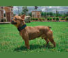 Photo of Stitch, a French Bulldog  in Crowley, TX, USA