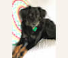 Photo of Kit, a Treeing Walker Coonhound, Golden Retriever, Chow Chow, American Eskimo Dog, German Shepherd Dog, and Cocker Spaniel mix in Georgia, USA
