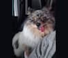 Photo of Fred, a Pomeranian mix in Markham, Ontario, Canada