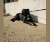 Chanda, an Australian Shepherd and American Staffordshire Terrier mix tested with EmbarkVet.com