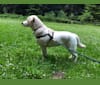 Ludo, a German Shepherd Dog and Border Collie mix tested with EmbarkVet.com