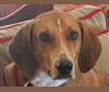 Corby, a Treeing Walker Coonhound and Bluetick Coonhound mix tested with EmbarkVet.com