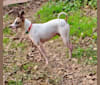 Luther, a Rat Terrier and Border Collie mix tested with EmbarkVet.com