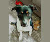 Tilly Marie, an American Pit Bull Terrier and Australian Cattle Dog mix tested with EmbarkVet.com