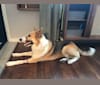 Zeus, a German Shepherd Dog and Siberian Husky mix tested with EmbarkVet.com